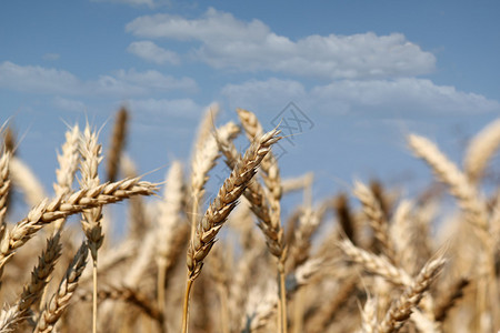 小麦关闭夏季图片