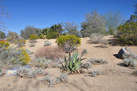 仙人掌和其他沙漠灌木在加州棕榈沙漠图片