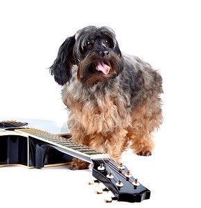 乐器小狗装饰纯种狗圣彼得堡兰花的小狗毛茸的小狗装图片