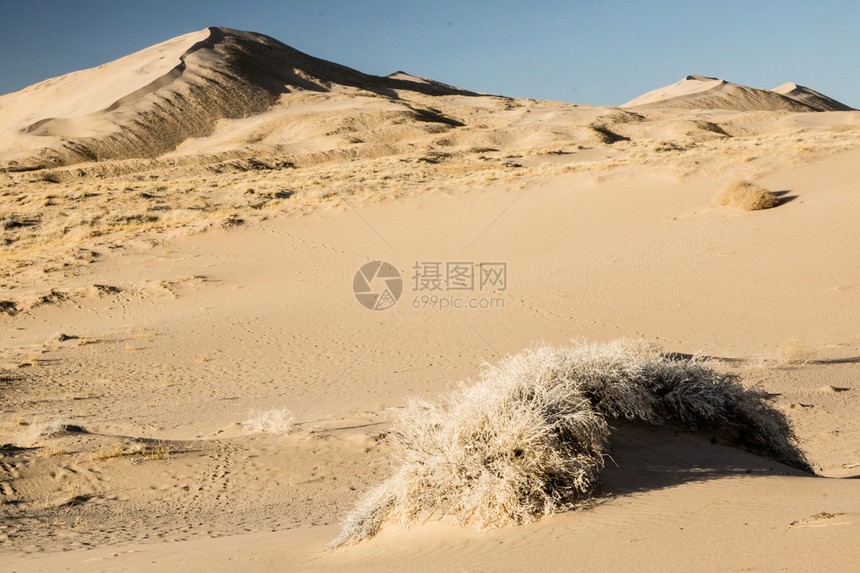 你能找到老英国牧羊犬吗躺在莫哈韦保护区KelsoDunes的一个大沙丘下图片