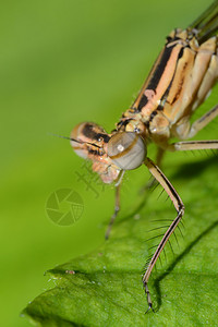 蜻蜓眼的特写照片图片
