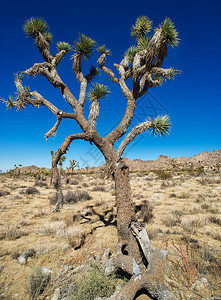 沙漠中的大约书亚树图片
