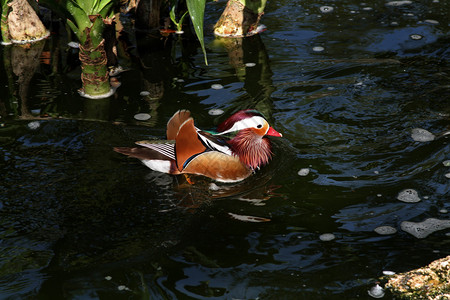 美丽的木鸭在池塘里游泳图片
