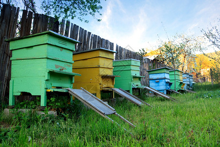春天乡村的几个蜜蜂屋图片