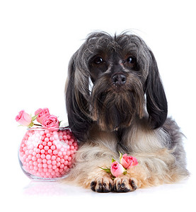 小狗装饰纯种狗圣彼得堡兰花的小狗毛茸的小狗小狗和玫瑰图片