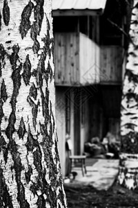 木制黑白森林房屋图片