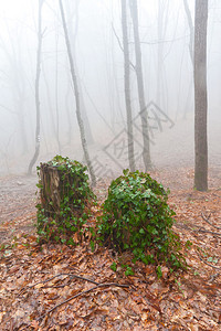 风景与古老的树桩在迷雾森图片