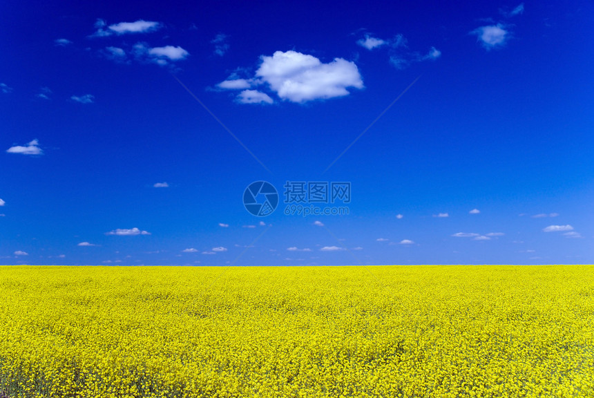 盛开的黄色田野映衬着蓝天白云图片