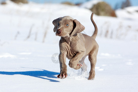 wemaraner小狗在雪地里奔跑图片