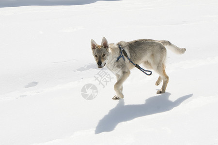 狗在雪地上行走图片