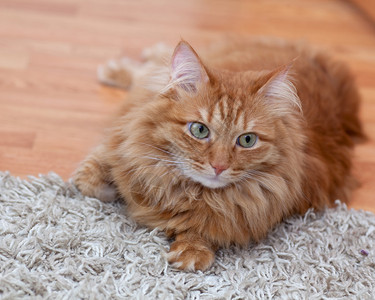 红毛猫趴在灰色地毯上图片