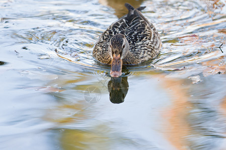 一只野鸭在池塘游泳图片