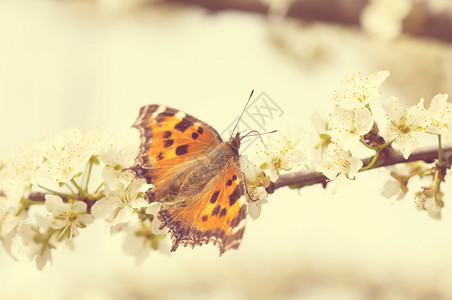 盛开的春天树上的蝴蝶图片