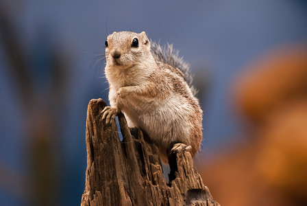花栗鼠是松鼠科的小型有条纹啮齿动物图片