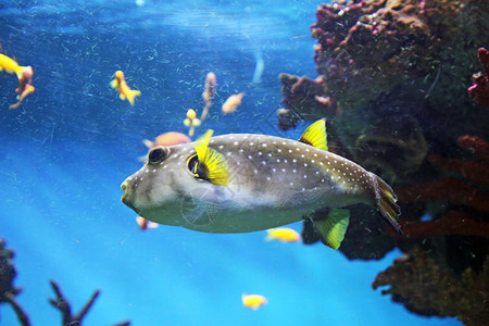 海底生物珊瑚礁图片