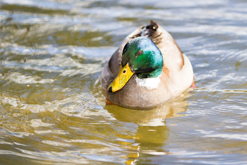 一只野鸭在宁静的池塘里游泳的肖像图片