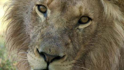 狮子睁大的眼睛背景图片