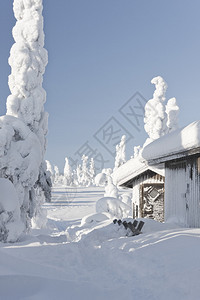 芬兰Riisitunturi的雪木在雪林中制图片