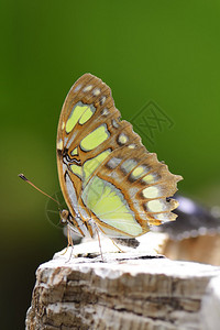 热带麦芽蝴蝶西图片