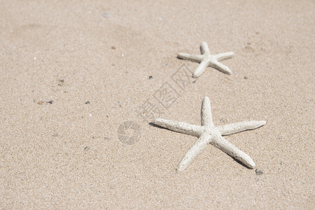 躺在沙滩上的海星图片