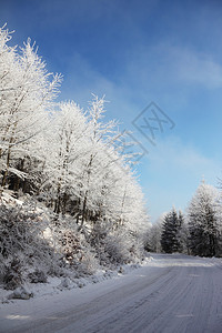 圣诞节早上寒雪的冬季森林背景图片