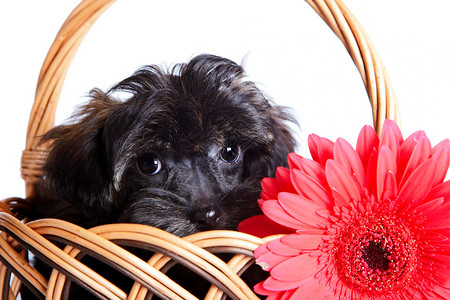 一只小狗在篮子里的肖像装饰品种的小狗在篮子里的小狗圣彼得堡兰花的小狗图片
