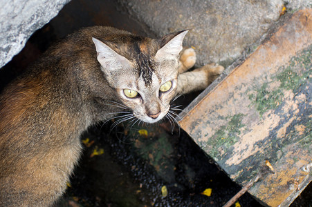 马来西亚槟城的猫图片