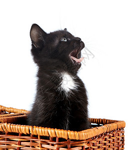 黑小猫在篮子里被白色背景的老鼠咬图片