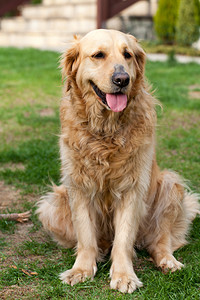 美丽的金毛猎犬的肖像图片