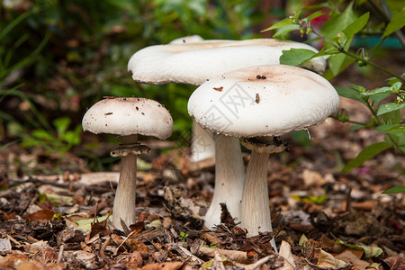 澳大利亚灌木丛中的野生蘑菇图片