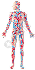 人体的循环系统全图剖面图解剖illustrat图片