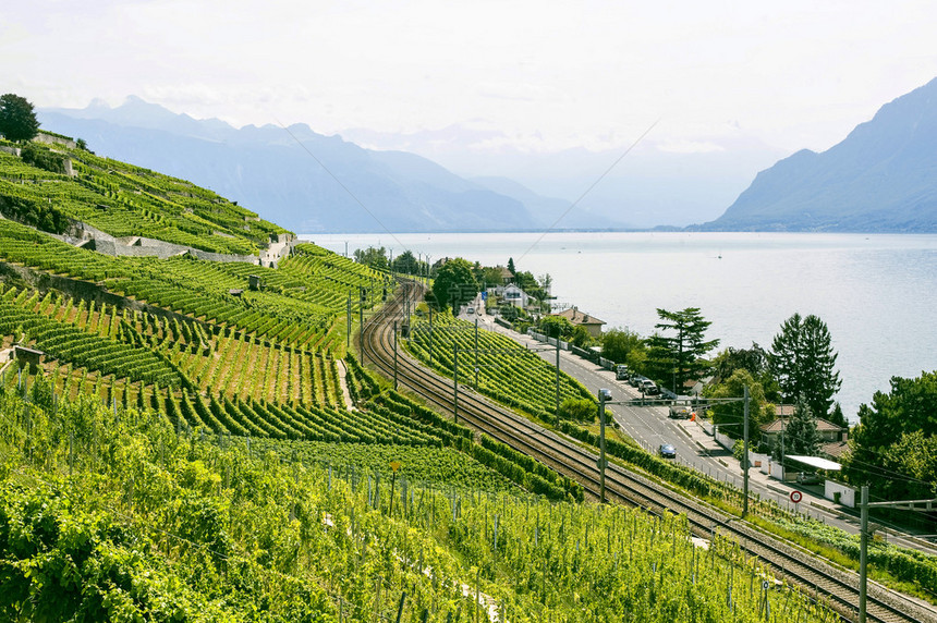 日内瓦湖瑞士沃德葡萄园图片