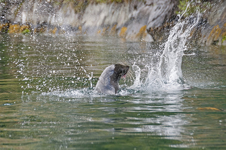 新西兰毛皮海豹在米尔福德峡湾打鱼背景图片