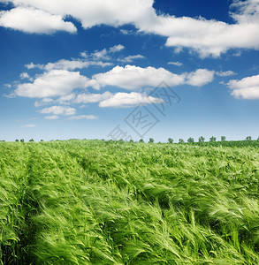 绿色小麦和有图片