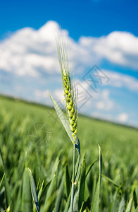在蓝天背景的绿色麦子图片
