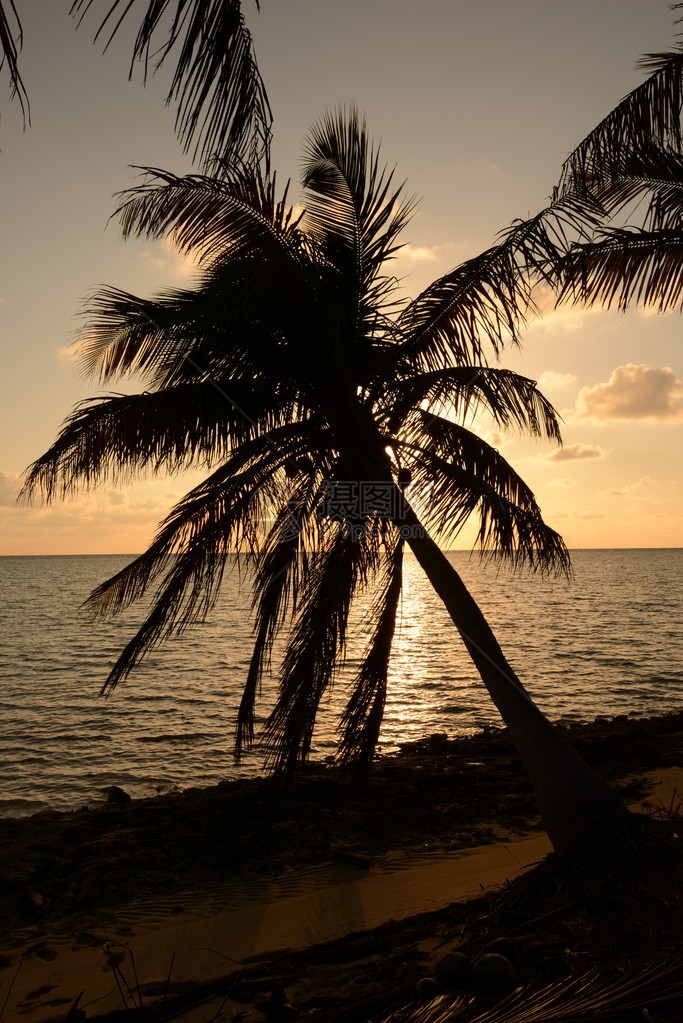 热带地区的棕榈树剪影和海洋图片