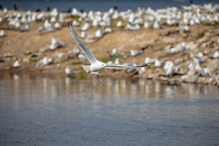 海鸥飞过鸟岛海滩图片