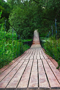 沼泽森林中的木桥图片
