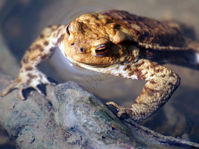 青蛙在水中休息的特写图片