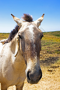 葡萄牙乡村的马图片