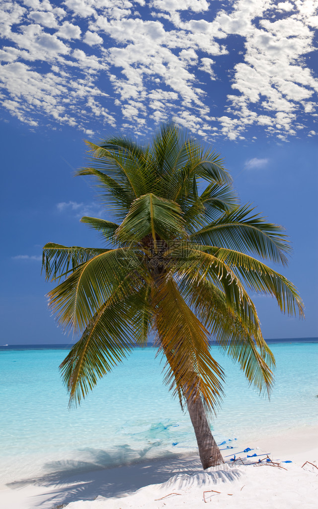 在青海沙滩上的棕榈图片