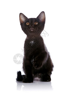 黑色小猫白色背景上的小猫小捕食者图片