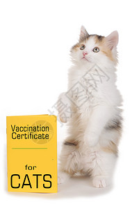 有疫苗接种卡的小猫图片