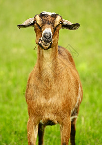 农场牧草上的山羊农场动物照片图片