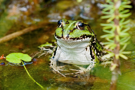 绿色的欧洲青蛙坐在浅水图片
