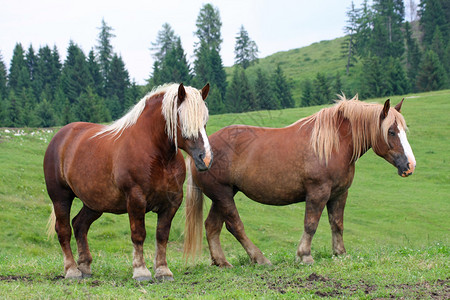 两匹棕色的马和风所激图片