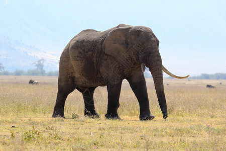 在坦桑尼亚Ngorongoro保护区行走的非洲大象图片