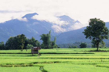 泰国Naan省绿图片