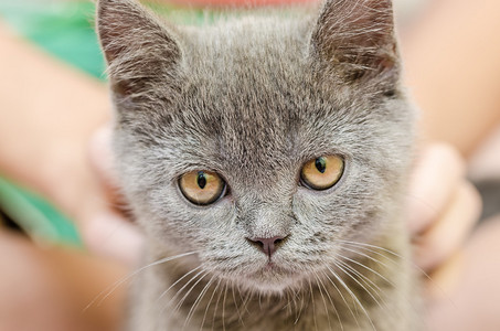 英国短毛猫特写图片