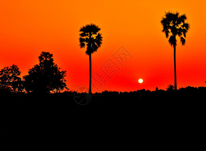 棕榈树日落金图片